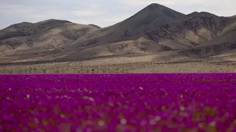 Transformative Blooms: The Rare Wildflower Spectacle in Atacama Desert
