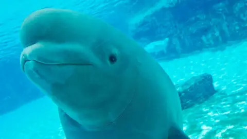 Marineland Faces Backlash Over Potential Euthanasia of 30 Beluga Whales