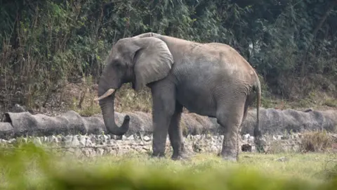 The Story of Shankar: Delhi Zoo's Last African Elephant