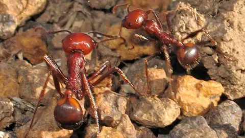 The Black Market of Bug Collecting: Giant African Ants Fetch Up to $220
