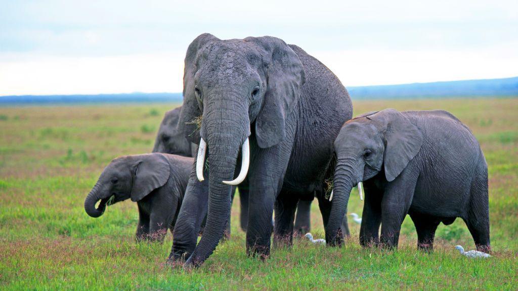 Elephant Massacre in Kenya: Pesticide Poisoning Suspected