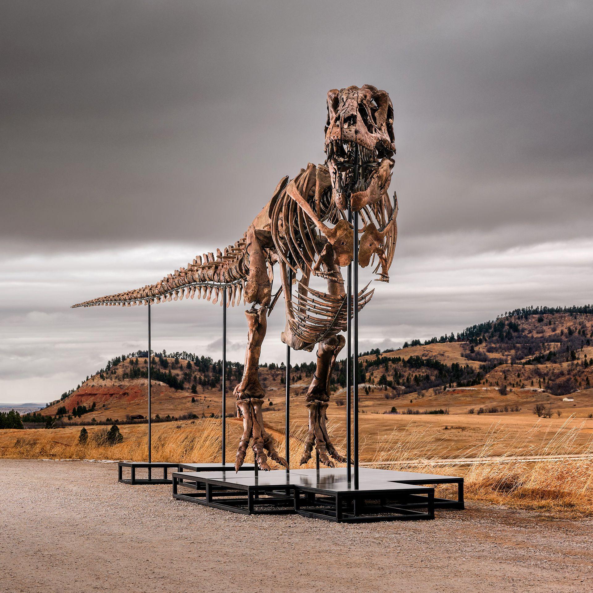 T. Rex ‘Gus’ Heads to Auction as Science Hangs in Balance