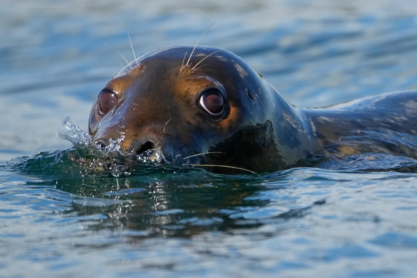 Republicans Seek to Weaken Marine Mammal Protection in Legislative Push