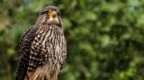 New Zealand's Falcon Triumphs as Bird of the Year