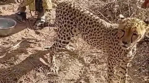 A Kenyan Family's Unique Adoption: Raising a Cheetah Cub