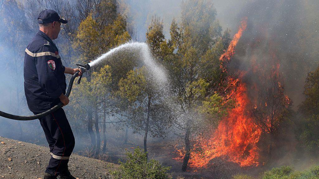 Algeria Wildfire Crisis: 12 Dead, Dozens Injured Amid Heatwave