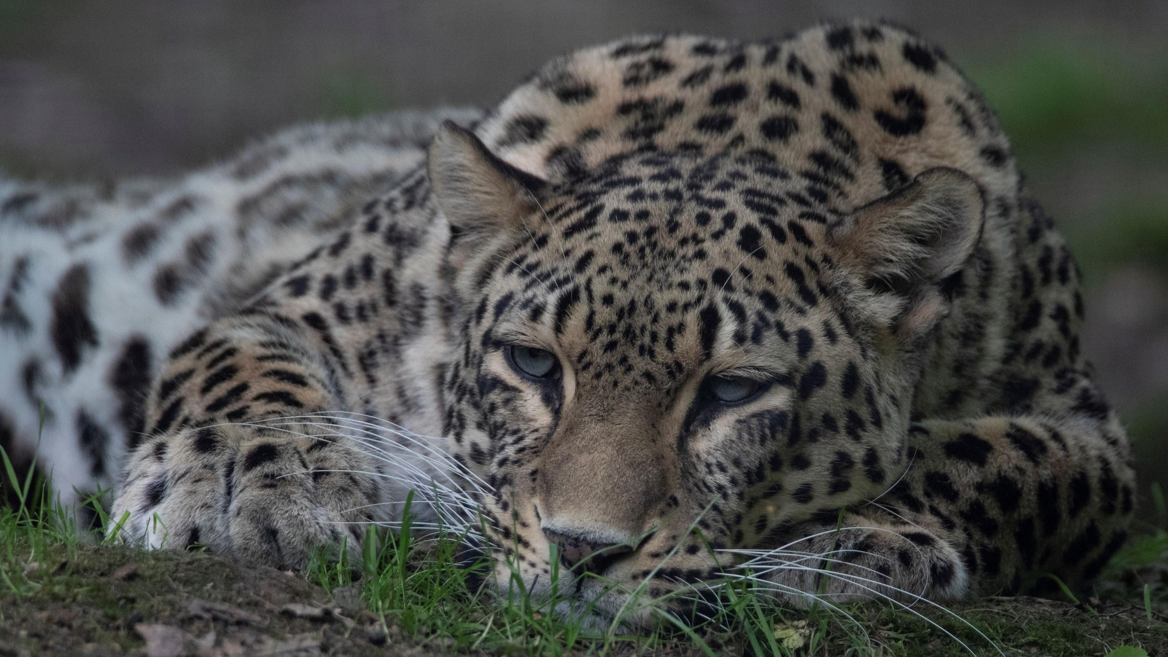 A close up of a Persian leopard lying on the grass with its eyes open