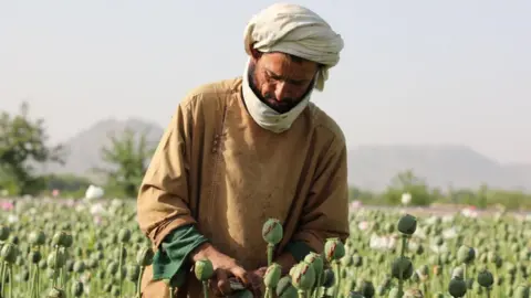 Afghan Opium Production Declines Dramatically Following Taliban Ban: UN Report