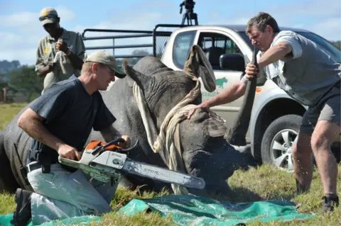 Namibia's Attempt to Lift Rhino Horn Trade Ban Fails at CITES