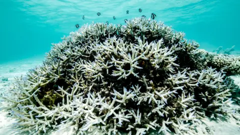 Hope for the Great Barrier Reef: Possible Recovery with Controlled Global Warming