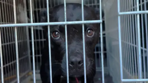 BBC Investigation Unveils Vast European Dog Fighting Network