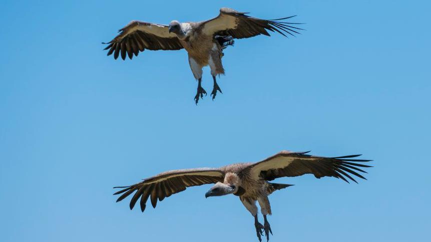 Vulture King of Awka‑Etiti Leads Nigeria’s Fight to Save Scavengers