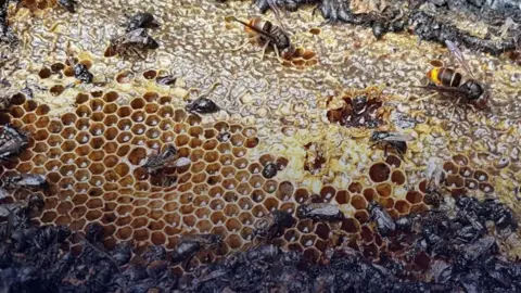 Devastating Arson Incident Claims Lives of Half a Million Bees in Almere