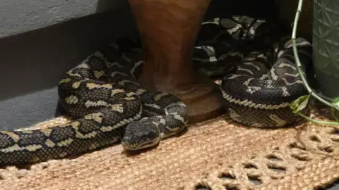 Unexpected Visitor: Australian Woman Wakes to Find Python on Her Chest