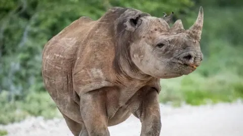 Namibia's Army Mobilizes to Combat Wildfire in Etosha National Park