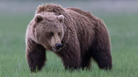 Grizzly Bear Attack: Students Injured in Canada