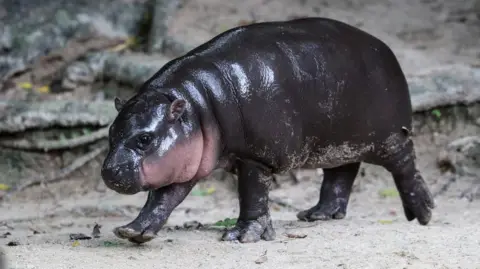 Intruder Fined for Breaking into Viral Hippo Moo Deng's Enclosure