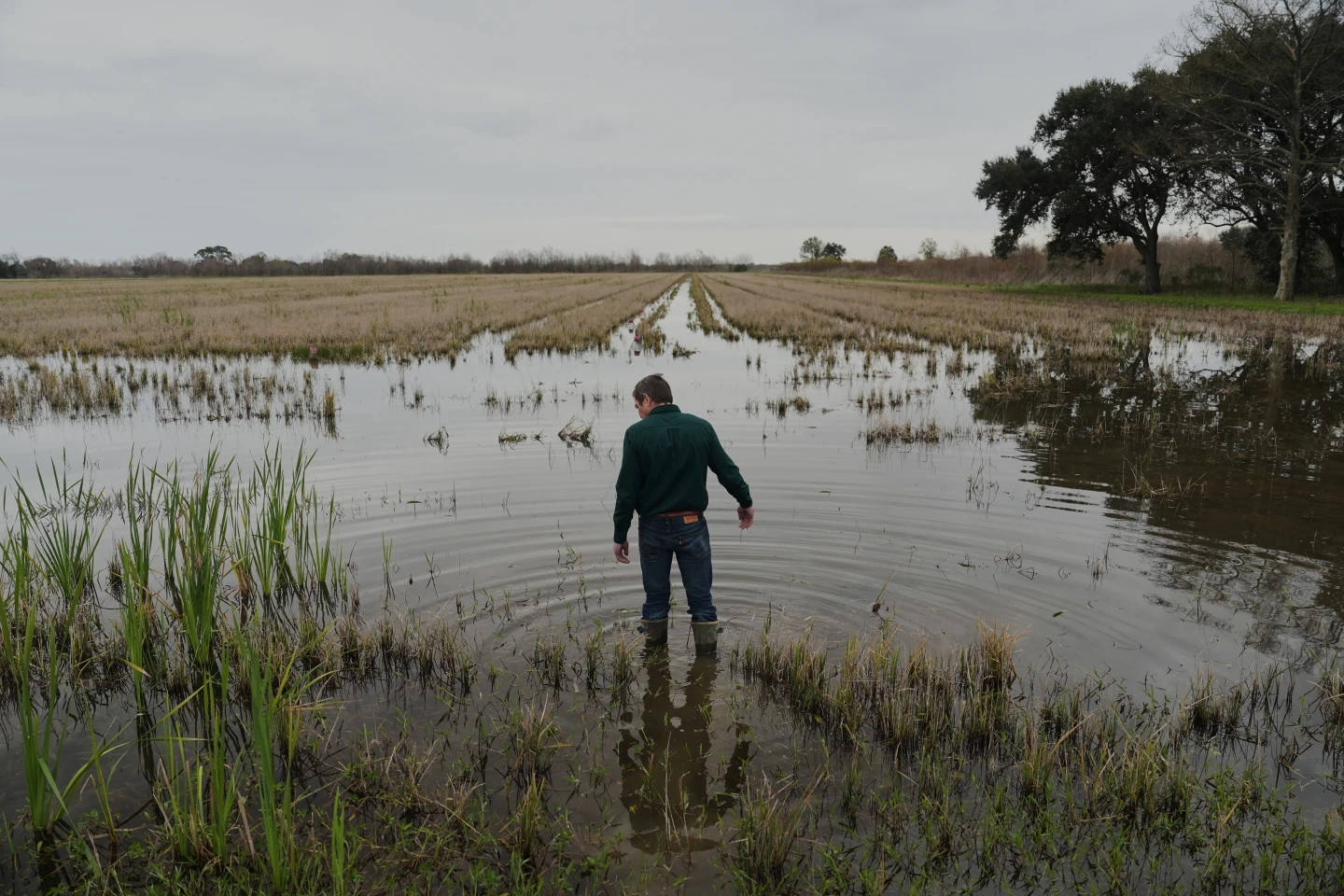 Invasive Snails and Insects Challenge Louisiana Farmers