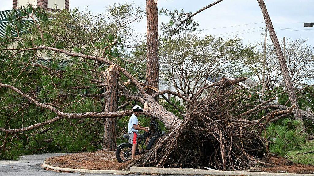 An uprooted tree in Gulf Breeze, Florida