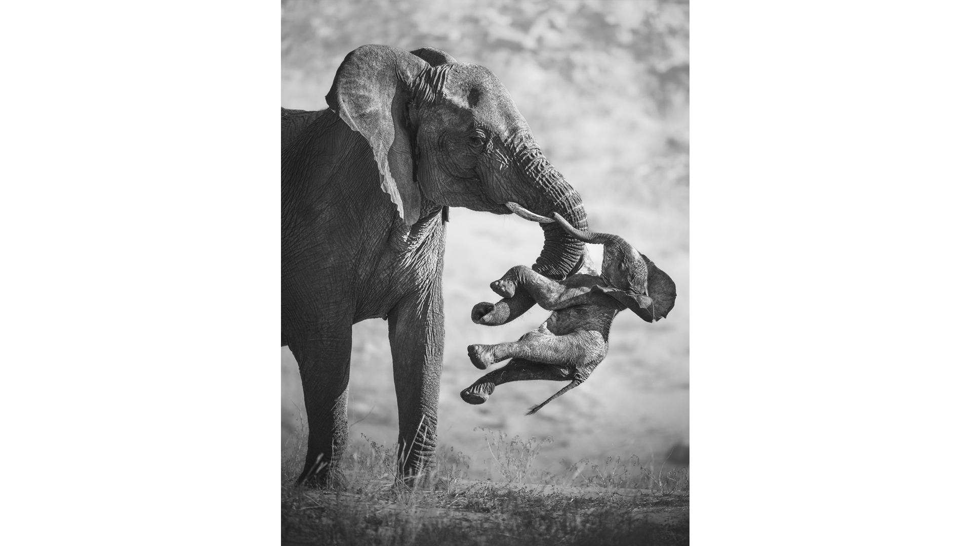 Emotions in the Wild: Winners of Wildlife Photographer of the Year 2026