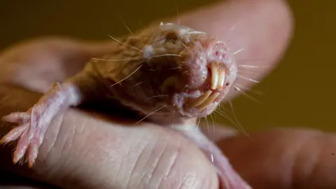 Unlocking Longevity: The Naked Mole Rat's Remarkable DNA Secrets
