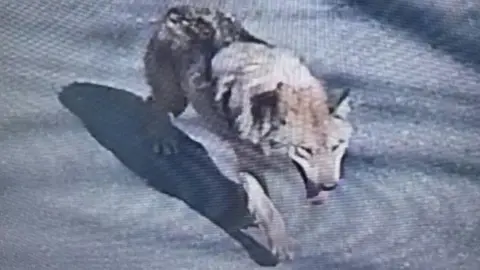 Search Intensifies for Runaway Wolf in South Korea