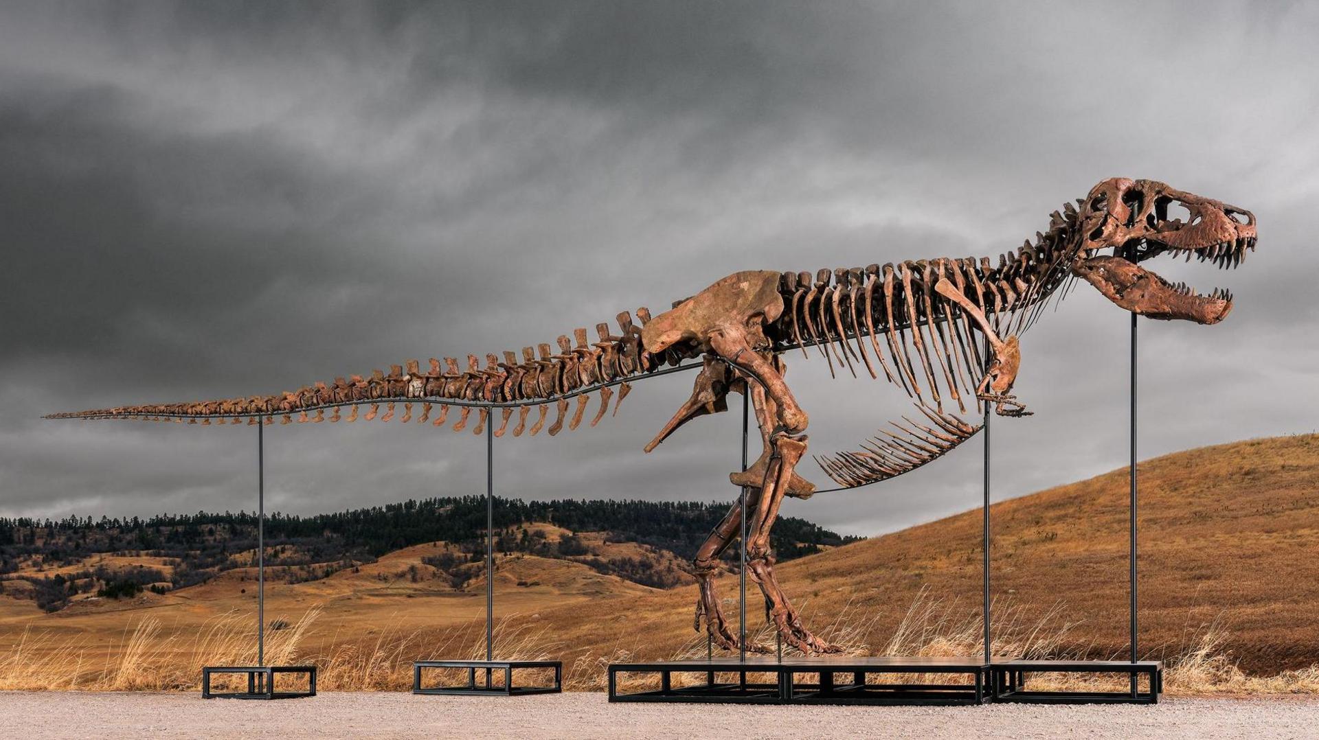 Tyrant’s Treasure: T. rex Fossil Breaks Auction Record at $50M