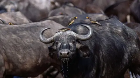 Tragic Incident in Namibia: Over 80 Buffaloes Drown While Fleeing Lions