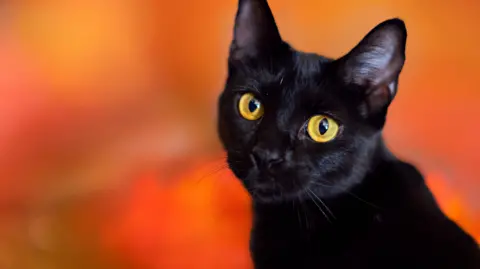 Terrassa Bans Black Cat Adoptions to Protect Felines from Halloween Rituals