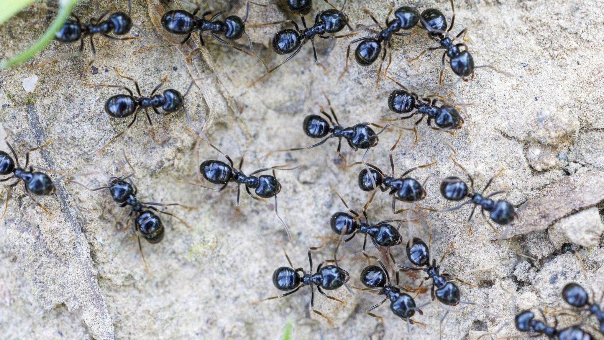 Michelin‑starred chef faces jail for using 49,000 ants on dessert garnish