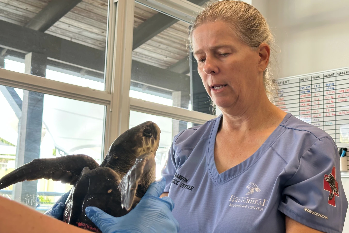 Kemp's Ridley Sea Turtles Begin Recovery in Florida After Frostbite and Hypothermia