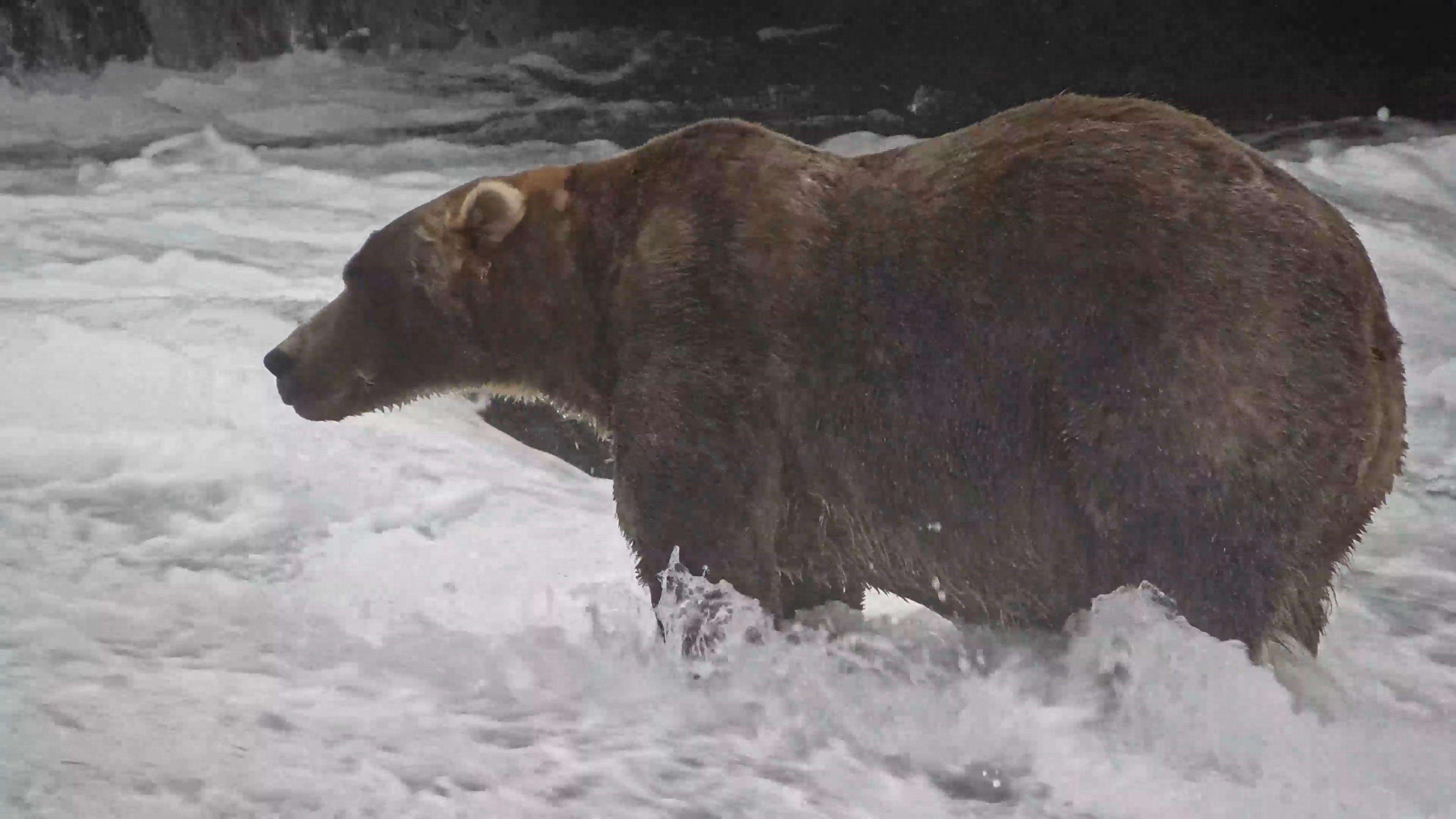 A large brown bear stands in a river