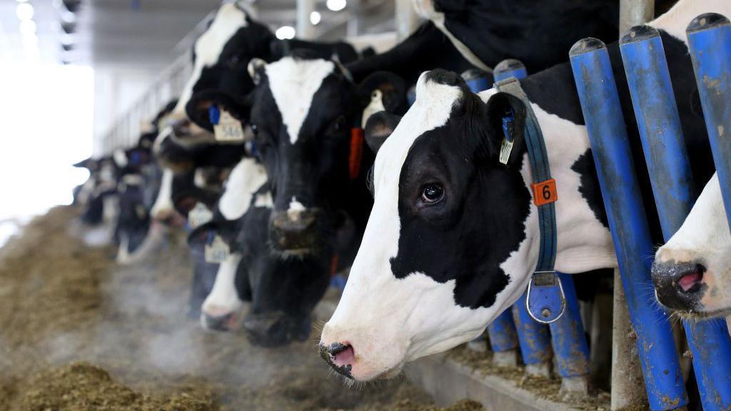 Canada’s Dairy Powerhouse Faces Trump’s 50% Tariff Threat