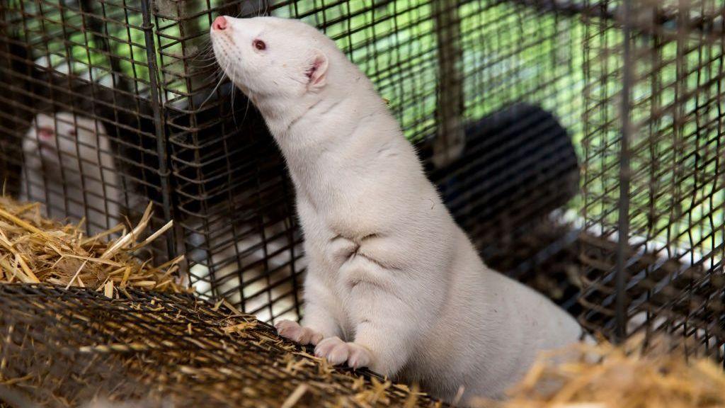 A white mink in a cage, raising its head to look at something