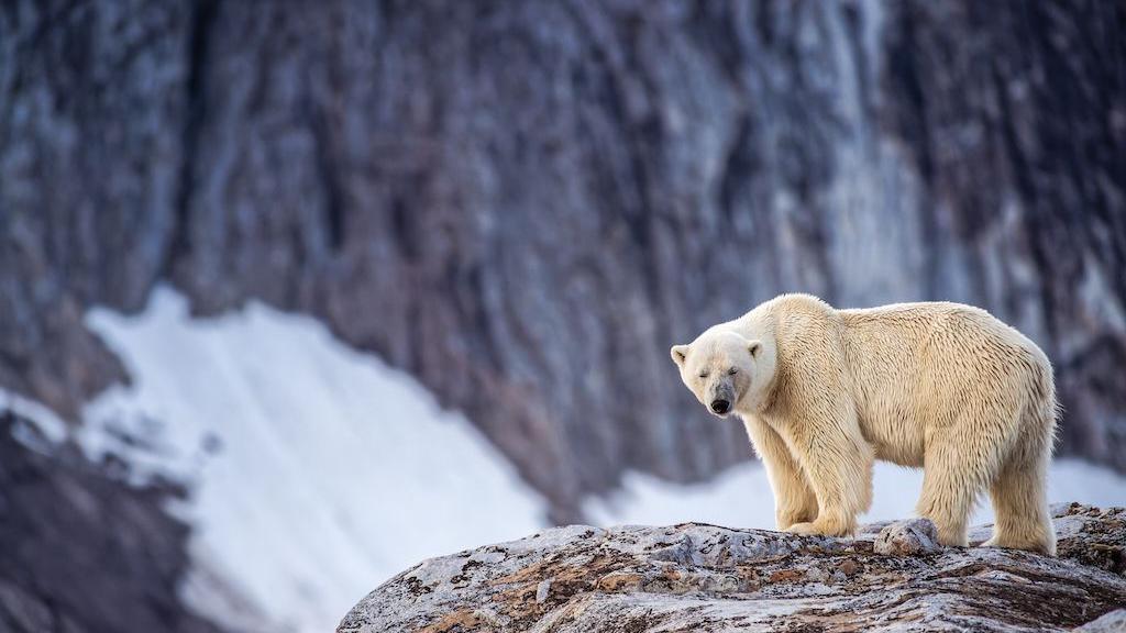 Foghorn Mishap: Norwegian Authority Fines Tourist for Disturbing Polar Bear