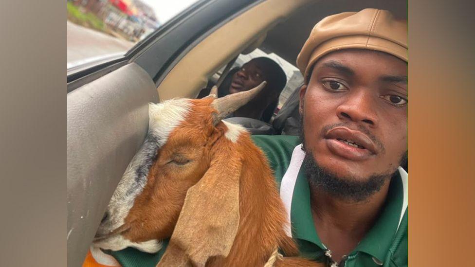 Goat Goes Viral: A Nigerian Graduation Gift Turns Into a Celebrity
