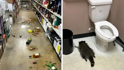 Raccoon Busted for Liquor Store Break-In: A Wild Night Unraveled
